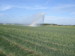 Watering the Irisses